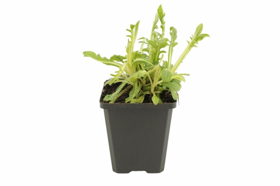 Macedonian scabious Knautia macedonica 5-10 pot P9 Knautia macedonica