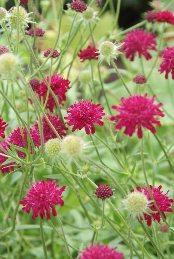 Macedonian scabious Knautia macedonica 5-10 pot P9 Knautia macedonica