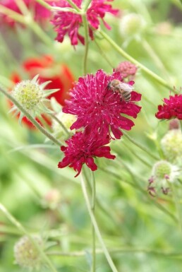 Macedonian scabious Knautia macedonica 5-10 pot P9 Knautia macedonica