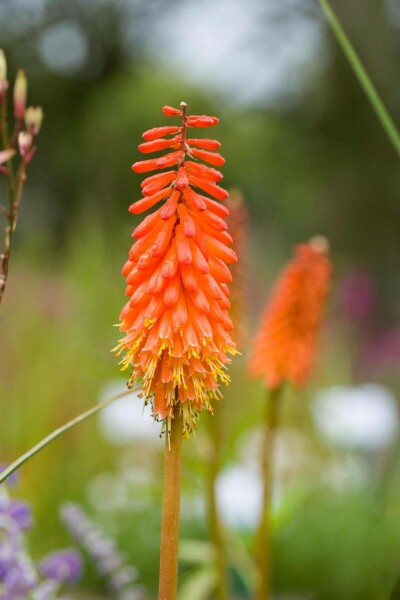 Red-hot poker Kniphofia 'Alcazar' 5-10 pot P9 Kniphofia 'Alcazar'