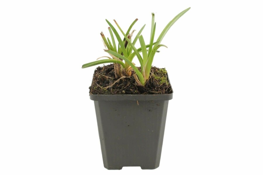 Red-hot poker Kniphofia 'Alcazar' 5-10 pot P9 Kniphofia 'Alcazar'