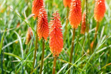Red-hot poker Kniphofia 'Alcazar' 5-10 pot P9 Kniphofia 'Alcazar'