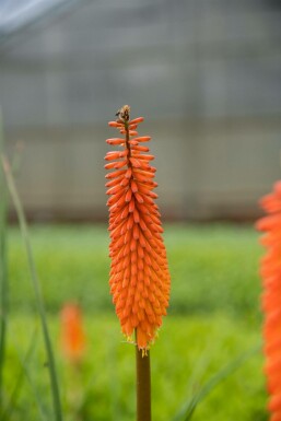 Red-hot poker Kniphofia 'Alcazar' 5-10 pot P9 Kniphofia 'Alcazar'