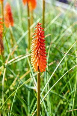 Red-hot poker Kniphofia 'Alcazar' 5-10 pot P9 Kniphofia 'Alcazar'