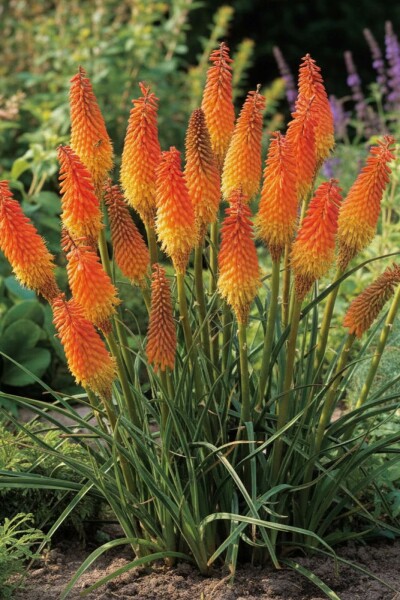 Red-hot poker Kniphofia uvaria 'Royal Castle' 5-10 pot P9 Kniphofia uvaria 'Royal Castle'