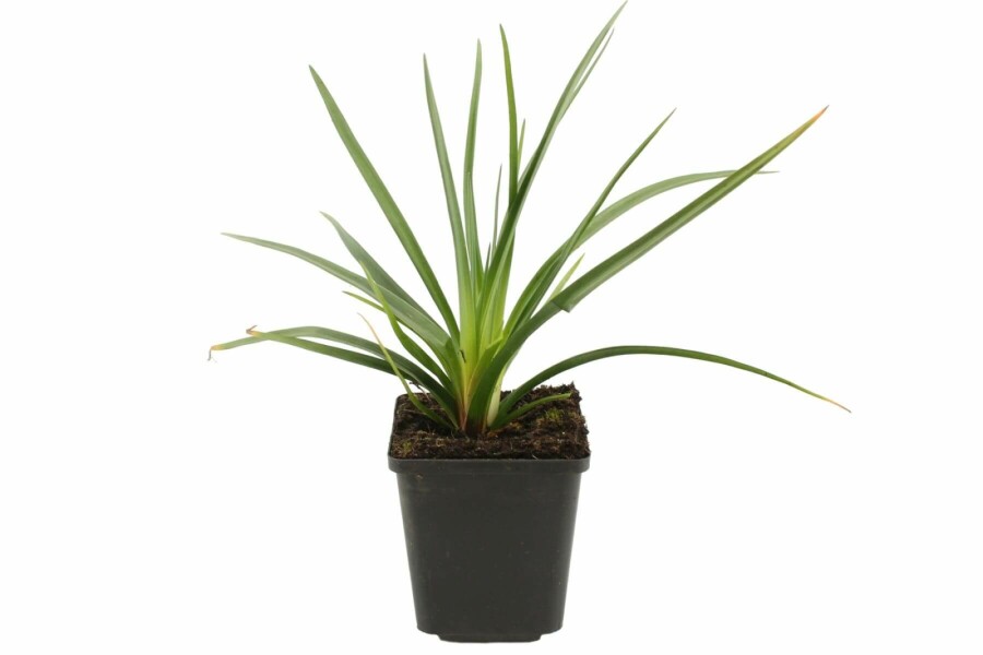 Red-hot poker Kniphofia uvaria 'Royal Castle' 5-10 pot P9 Kniphofia uvaria 'Royal Castle'