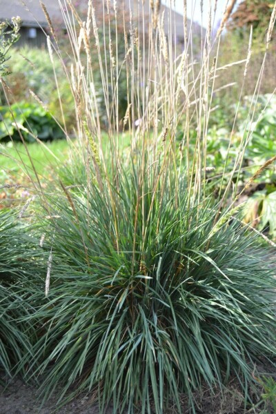 Grey-blue koeleria Koeleria glauca 5-10 pot P9 Koeleria glauca