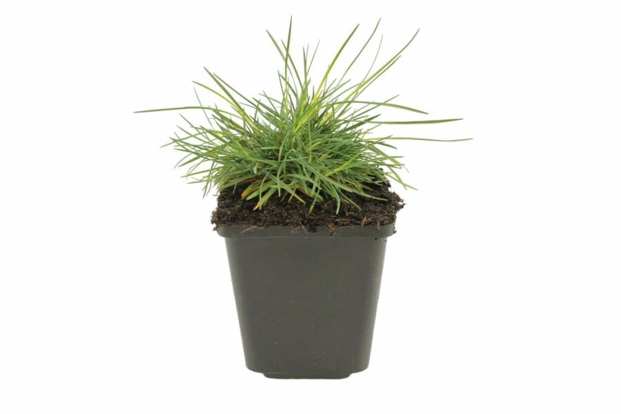 Grey-blue koeleria Koeleria glauca 5-10 pot P9 Koeleria glauca