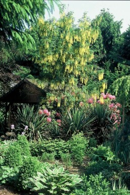 Voss's laburnum Laburnum × watereri 'Vossii' shrub 100-125 pot C12