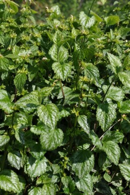 Yellow archangel Lamium galeobdolon 'Florentinum' 5-10 pot P9