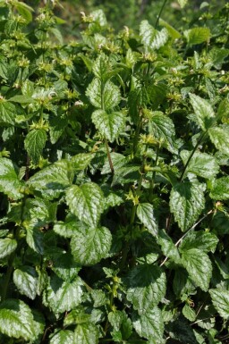 Yellow archangel Lamium galeobdolon 'Florentinum' 5-10 pot P9 Lamium galeobdolon 'Florentinum'