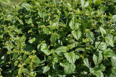 Yellow archangel Lamium galeobdolon 'Florentinum' 5-10 pot P9