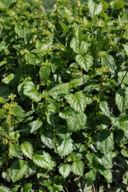 Yellow archangel Lamium galeobdolon 'Florentinum' 5-10 pot P9