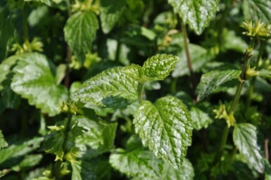 Yellow archangel Lamium galeobdolon 'Florentinum' 5-10 pot P9