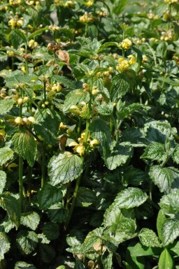 Yellow archangel Lamium galeobdolon 'Florentinum' 5-10 pot P9