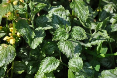 Yellow archangel Lamium galeobdolon 'Florentinum' 5-10 pot P9