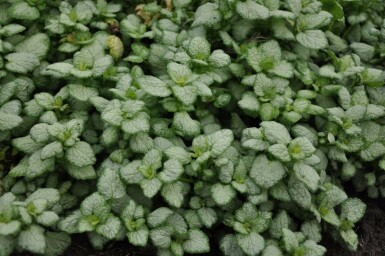 Spotted deadnettle Lamium maculatum 'White Nancy' 5-10 pot P9