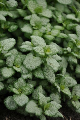 Spotted deadnettle Lamium maculatum 'White Nancy' 5-10 pot P9