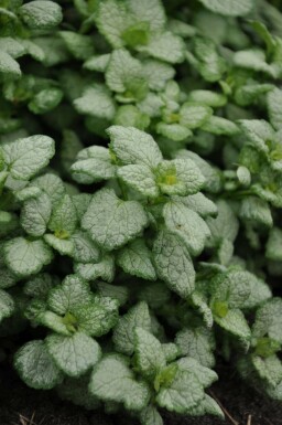Spotted deadnettle Lamium maculatum 'White Nancy' 5-10 pot P9 Lamium maculatum 'White Nancy'