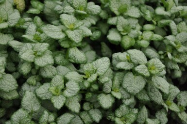 Spotted deadnettle Lamium maculatum 'White Nancy' 5-10 pot P9