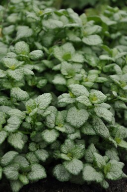 Spotted deadnettle Lamium maculatum 'White Nancy' 5-10 pot P9