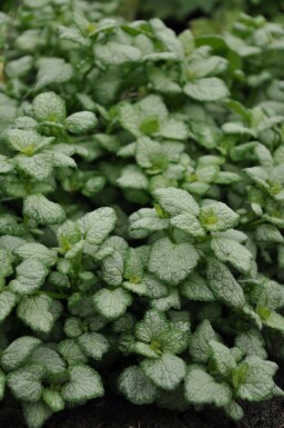 Spotted deadnettle Lamium maculatum 'White Nancy' 5-10 pot P9 Lamium maculatum 'White Nancy'