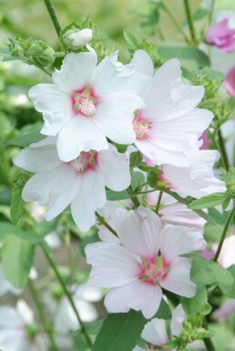 Tree mallow Lavatera 'Barnsley' 5-10 pot P9 Lavatera 'Barnsley'