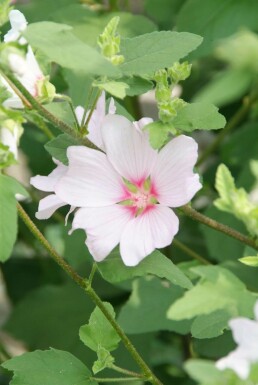 Tree mallow Lavatera 'Barnsley' 5-10 pot P9 Lavatera 'Barnsley'