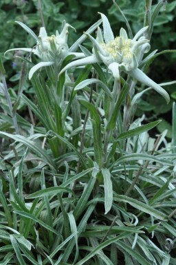 Edelweiss Leontopodium alpinum 5-10 pot P9 Leontopodium alpinum