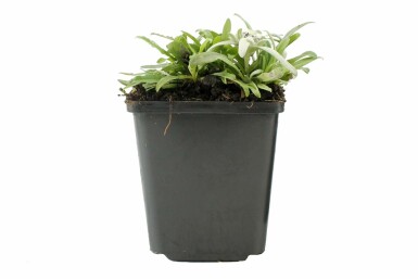 Edelweiss Leontopodium alpinum 5-10 pot P9 Leontopodium alpinum