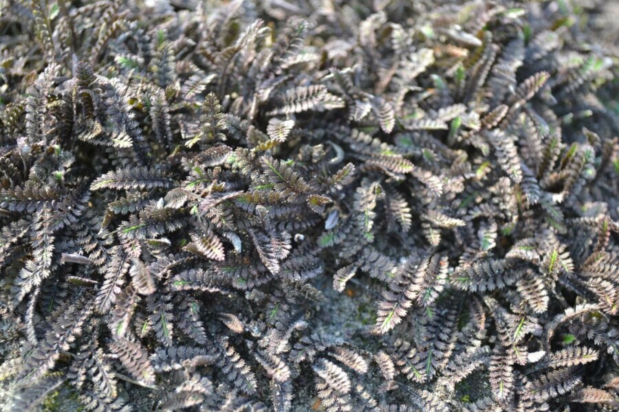 Leptinella Leptinella potentillina 'Platt's Black' 5-10 pot P9 Leptinella potentillina 'Platt's Black'