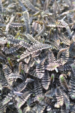 Leptinella Leptinella potentillina 'Platt's Black' 5-10 pot P9 Leptinella potentillina 'Platt's Black'