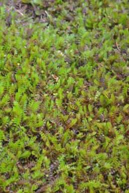 Leptinella Leptinella squalida 5-10 pot P9 Leptinella squalida