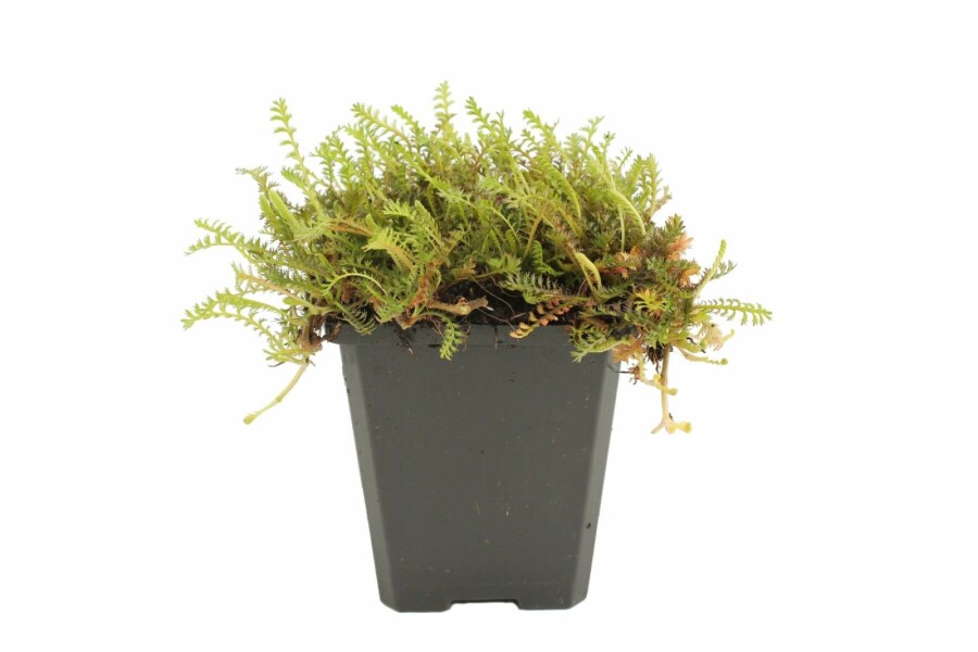 Leptinella Leptinella squalida 5-10 pot P9 Leptinella squalida