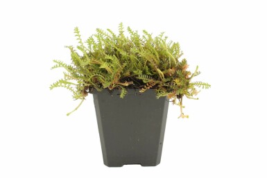 Leptinella Leptinella squalida 5-10 pot P9