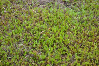 Leptinella Leptinella squalida 5-10 pot P9 Leptinella squalida