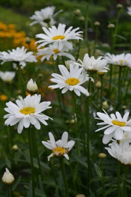 Shasta daisy Leucanthemum maximum 'Alaska' 5-10 pot P9