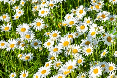 Shasta daisy Leucanthemum × superbum 'Silberprinzesschen' 5-10 pot P9