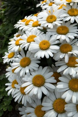 Shasta daisy Leucanthemum × superbum 'Snow Lady' 5-10 pot P9 Leucanthemum × superbum 'Snow Lady'