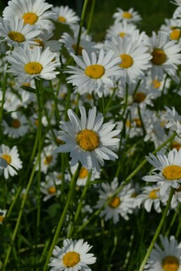 Ox-eye daisy Leucanthemum vulgare 'Maikonigin' 5-10 pot P9 Leucanthemum vulgare 'Maikonigin'