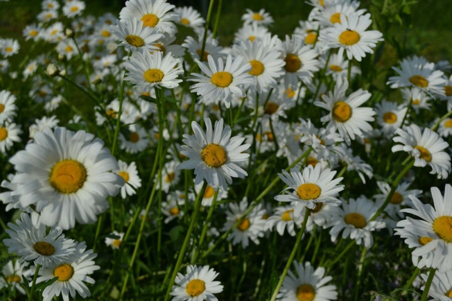Ox-eye daisy Leucanthemum vulgare 'Maikonigin' 5-10 pot P9 Leucanthemum vulgare 'Maikonigin'