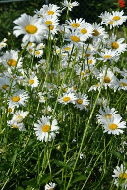 Ox-eye daisy Leucanthemum vulgare 'Maikonigin' 5-10 pot P9 Leucanthemum vulgare 'Maikonigin'