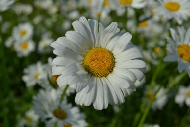 Ox-eye daisy Leucanthemum vulgare 'Maikonigin' 5-10 pot P9 Leucanthemum vulgare 'Maikonigin'