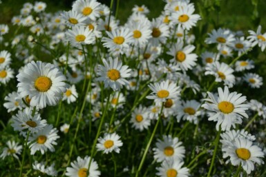 Ox-eye daisy Leucanthemum vulgare 'Maikonigin' 5-10 pot P9 Leucanthemum vulgare 'Maikonigin'