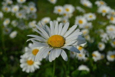 Ox-eye daisy Leucanthemum vulgare 'Maikonigin' 5-10 pot P9 Leucanthemum vulgare 'Maikonigin'