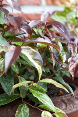 Dog hobble Leucothoe fontanesiana 'Rainbow' shrub 20-30 pot C2