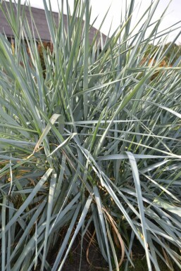 Lyme grass Leymus arenarius 5-10 pot P9 Leymus arenarius