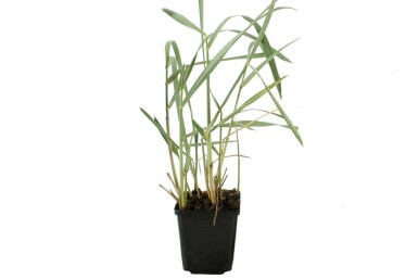 Lyme grass Leymus arenarius 5-10 pot P9
