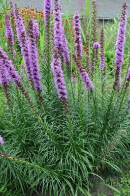 Button snakewort Liatris spicata 'Floristan Violet' 5-10 pot P9 Liatris spicata 'Floristan Violet'