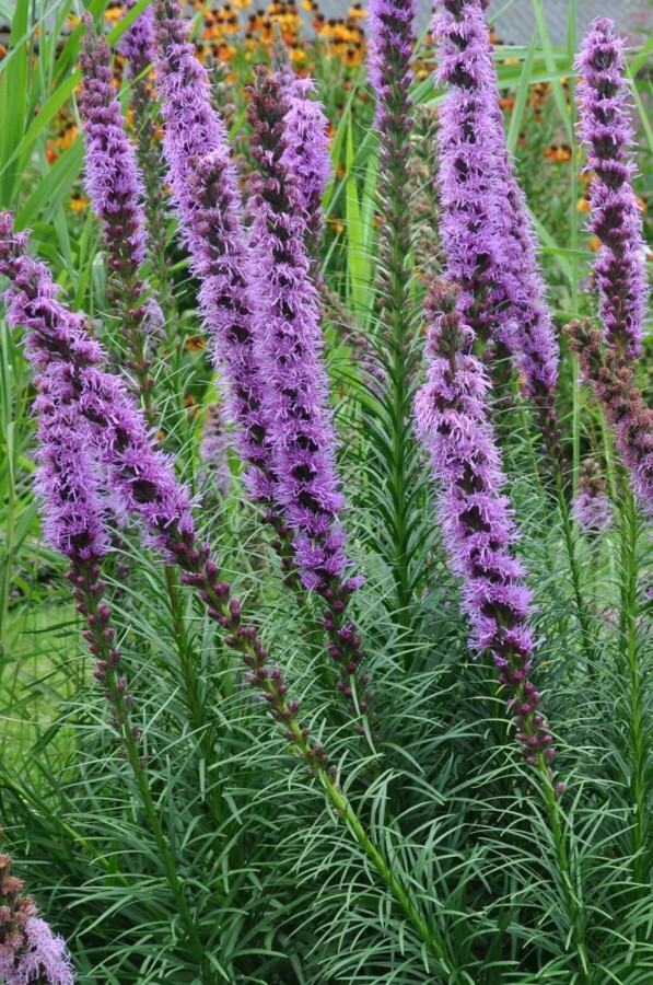 Button snakewort Liatris spicata 'Floristan Violet' 5-10 pot P9 Liatris spicata 'Floristan Violet'